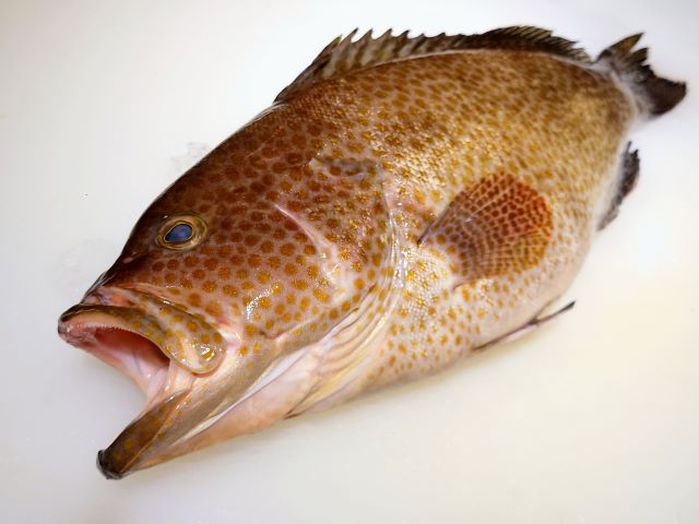 a photo of Areolate grouper (Oomonhata)
