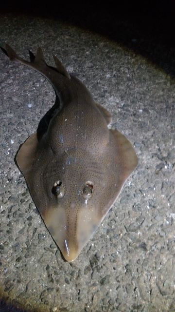 A photo of Brown guitarfish (Sakatazame)