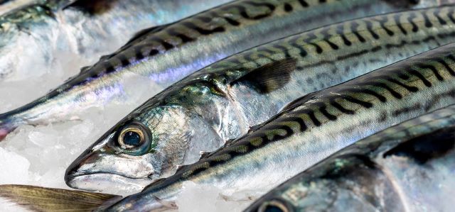 A photo of Atlantic mackerel (Taiseiyosaba)