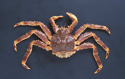 A photo of Blue king crab (Aburagani)