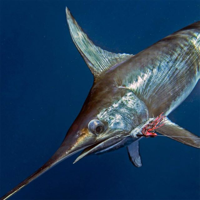 A photo of Broadbill swordfish (Mekajiki)