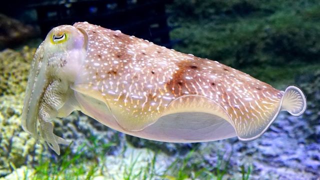 A photo of Broadclub cuttlefish (Kobusime)