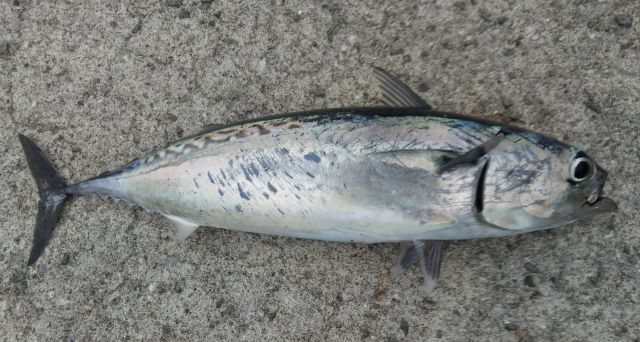 A photo of Bullet tuna (Marusouda)