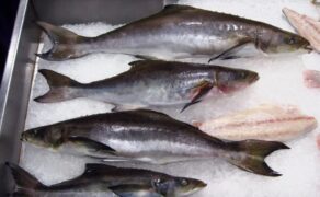 Cobia (sugi) 