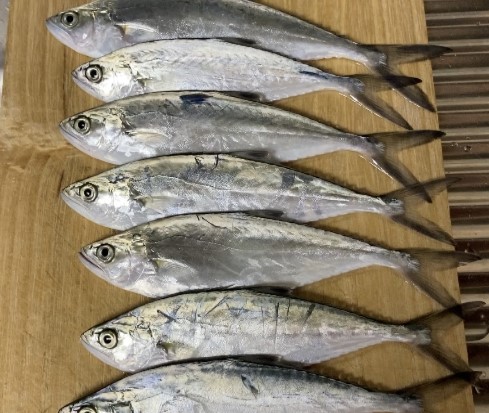 A photo of Doublespotted queenfish (Ikekatsuo)