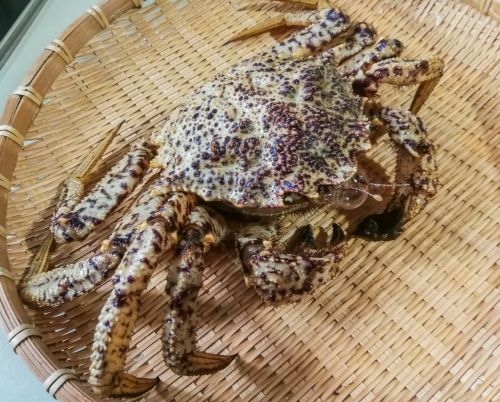A photo of Helmet crab (Kurigani)