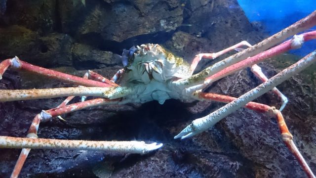 A photo of Japanese giant crab (Takaashigani)