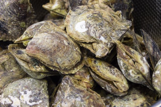 A photo of Japanese pearl-oyster (Akoyagai)