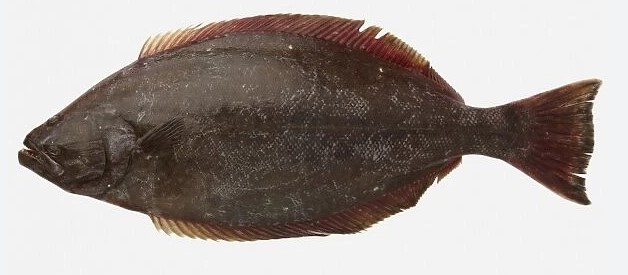 A photo of Pacific halibut (Ohyô)