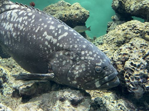 A photo of Giant grouper (Tamakai)
