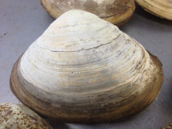 A photo of Atlantic surf clam (Amerikaubagai)