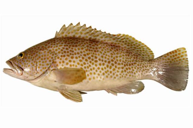 A photo of Bleeker's grouper (Kitenhata)