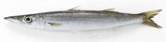 A photo of Japanese barracuda (Yamatokamasu)