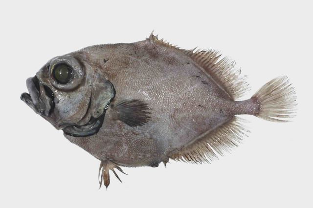 A photo of Warty oreodory (Oomematoudai)