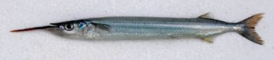 Southern garfish | Basic Sushi Knowledge - Sushi University