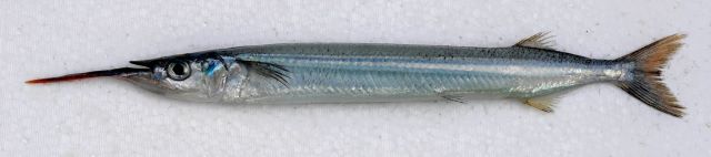 A photo of Southern garfish