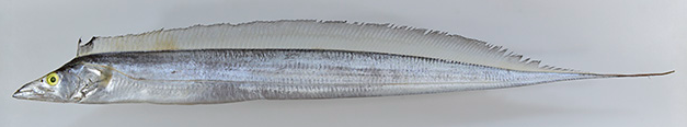 A photo of Common hairtail (Tenjikutachi)
