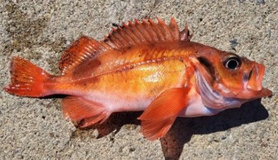 A photo of Beaked redfish (Chihiroakauo)
