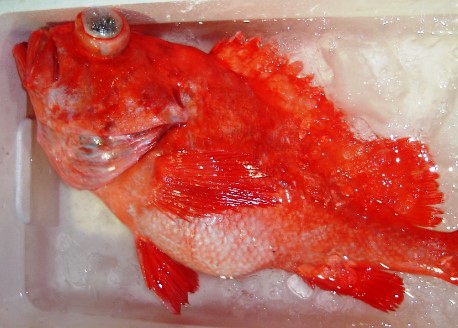 A photo of Angry rockfish (Oosaga)