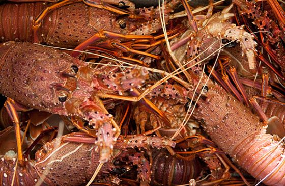 A photo of Australian spiny lobster (Australia Iseebi)