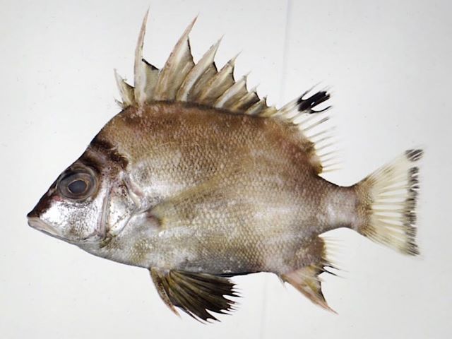 A photo of The appearance of Banjofish (Chousenbakama)