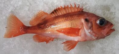 Deepwater redfish (Okiakauo) | Basic Sushi Knowledge - Sushi University