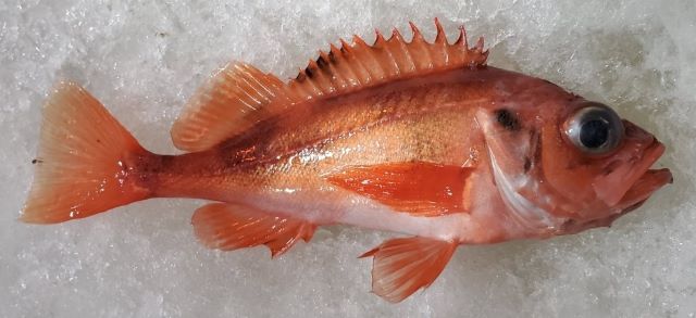 A photo of Deepwater redfish redfish (Okiakauo)