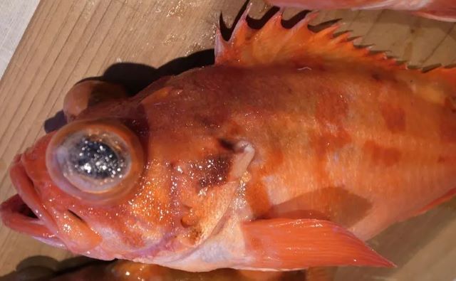 A photo of Brickred rockfish (Baramenuke)