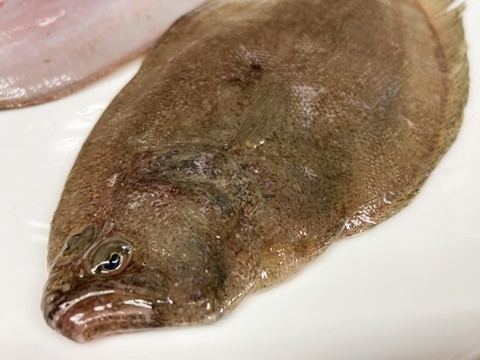 A photo of Cinnamon flounder (Ganzobirame)