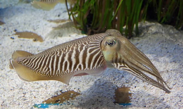 A photo of Common cuttlefish (Europe kouika)
