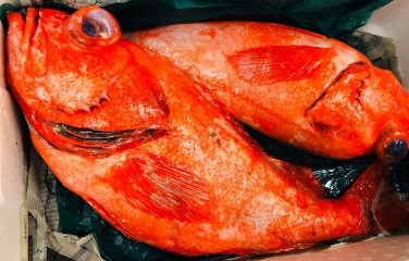 A photo of Coral rockfish (Sankomenuke)