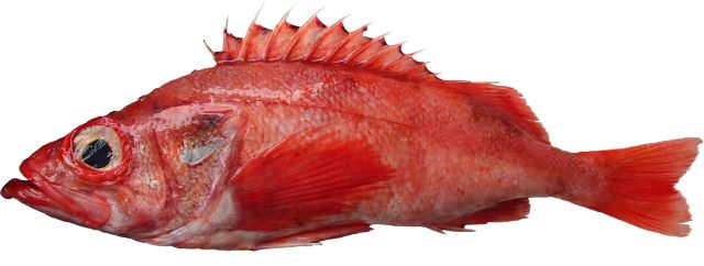 a photo of Golden redfish (Taiseiyouakauo)