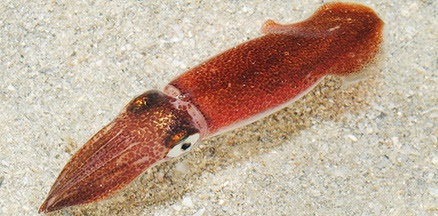 A photo of Indian squid (Ajia jindoika)