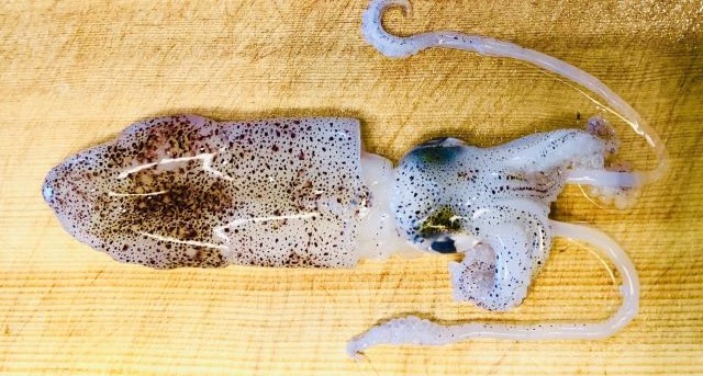 A photo of Japanese Squid (Jindoika)