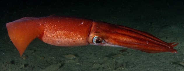 A photo of Jumbo flying squid (Amerikaooakaika)