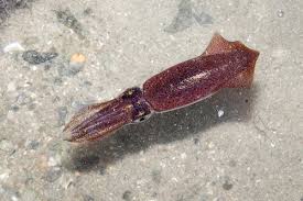 A photo of Mitre squid (Hirakensakiika)