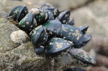 A photo of New Zealand mussel (Moegiigai)