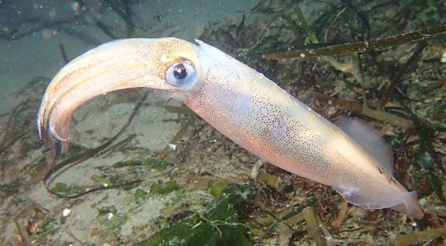 A photo of Patagonian squid