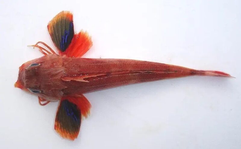 A photo of Redbanded searobin (Kanado)