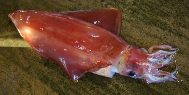 A photo of Rhomboid squid (Sodeika)
