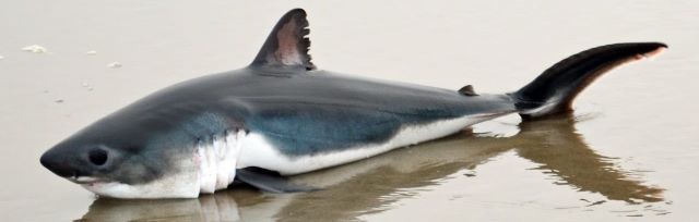 A photo of The appearance of Salmon shark (Nezumizame)