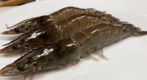 The appearance of Whiteleg shrimp (Vannamei ebi)