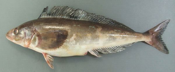 A photo of Atka mackerel (Kitanohokke)
