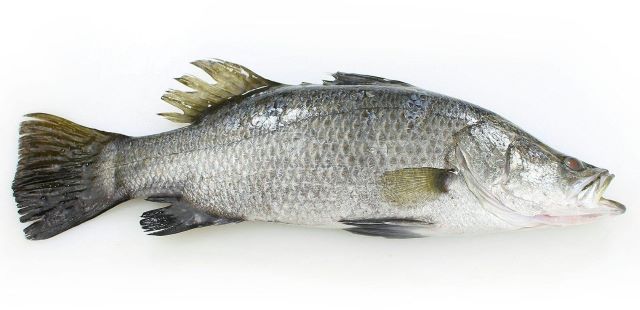 A photo of Barramundi (Minamiakame)