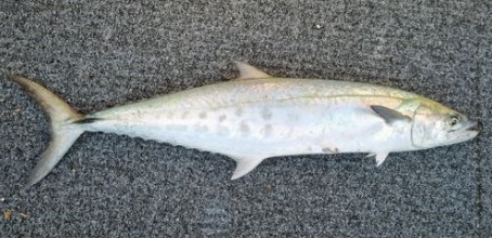 A photo of Queensland school mackerel