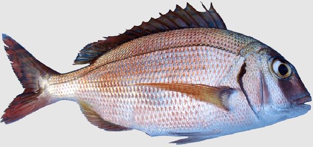 A photo of Canary chidai (Bluespotted seabream)