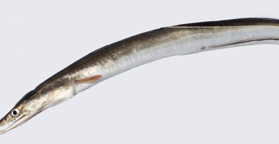 A photo of Common pike conger (Suzuhamo)