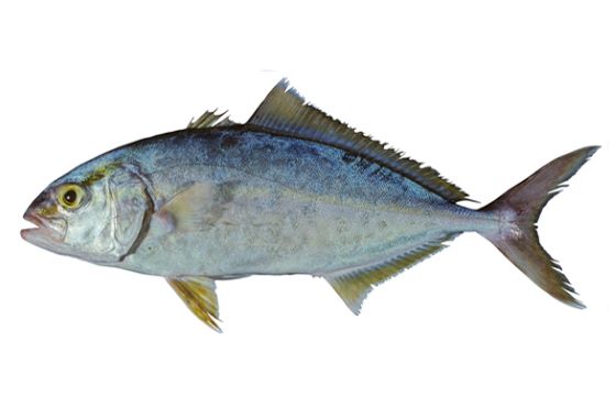 A photo of Highfin amberjack (Hirenagakanpachi)