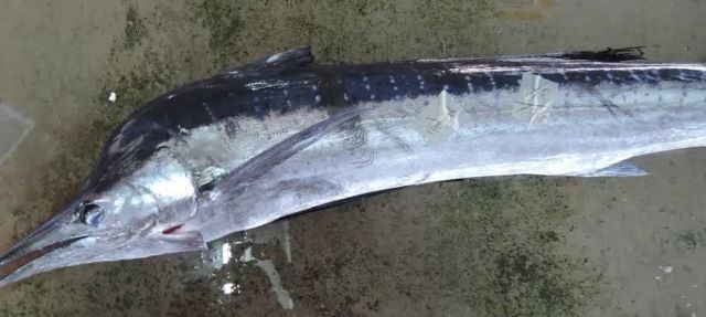 A photo of Indo-Pacific blue marlin (Kurokajiki)