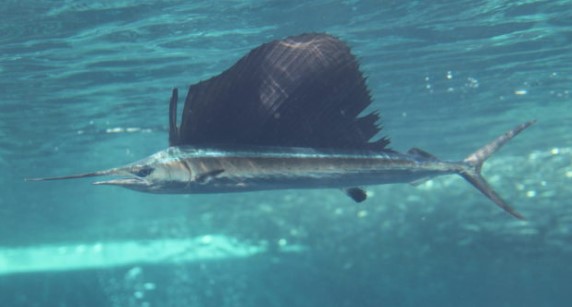 A photo of Indo-Pacific sailfish (Bashokajiki)